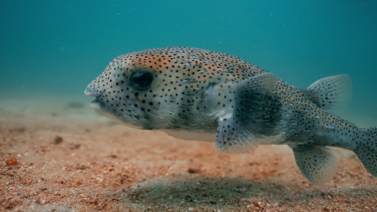 Underwater Pufferfish