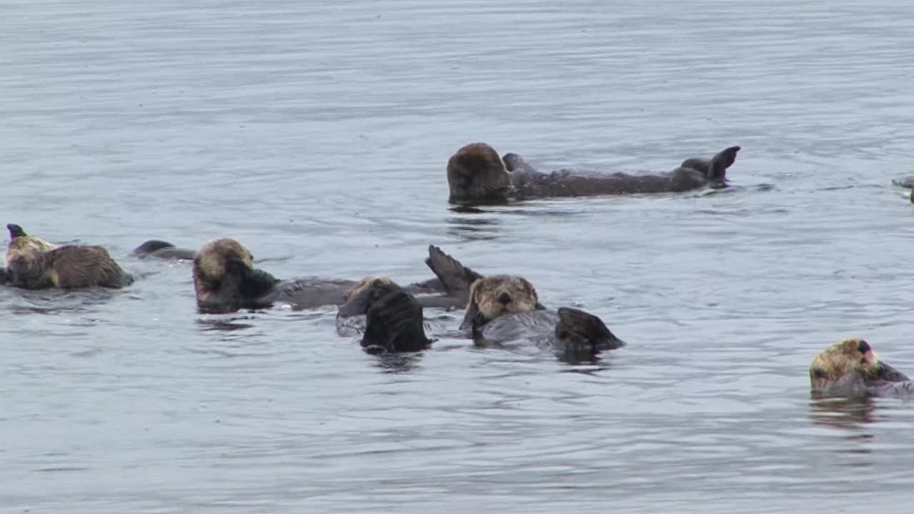 nutrias marinas acicalándose y flotando en las aguas poco profundas del océano, sitka, alaska