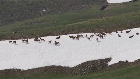 Alce-Jugando-En-La-Nieve,-Cámara-Lenta