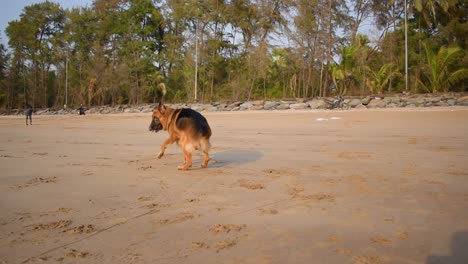 Curioso-Joven-Pastor-Alemán-Jugando-En-La-Playa-Y-Tratando-De-Atrapar-La-Pelota-En-La-Playa-|-Perro-Pastor-Alemán-Joven-Y-Activo-Jugando-En-La-Playa-En-Mumbai