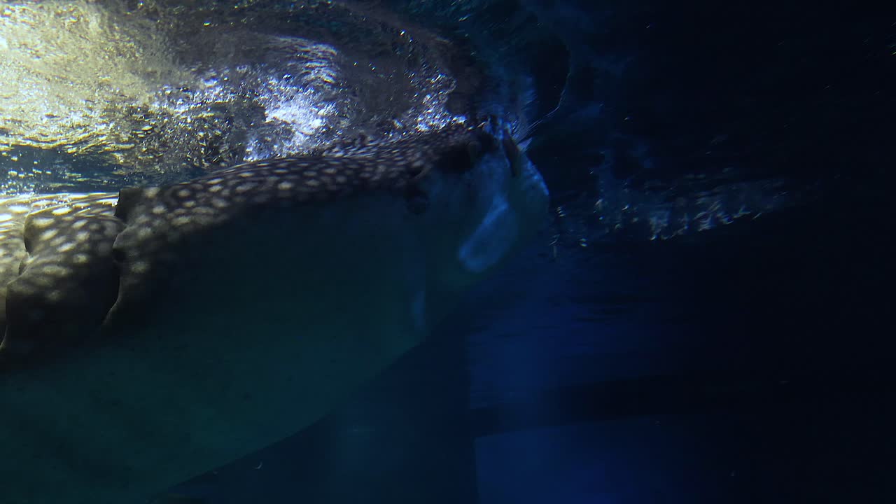 un gigante suave se desliza por el agua con gracia