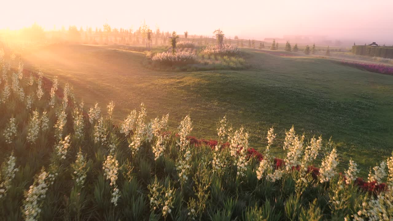 Yucca flowers on a green lawn in the park.