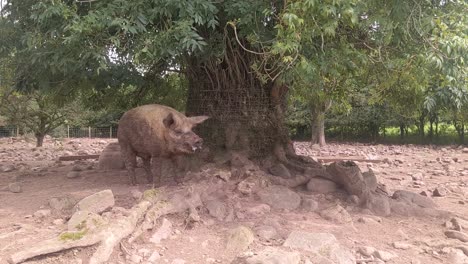 Ungarisches-Mangalica-Schwein-Unter-Baum-An-Sonnigem-Tag