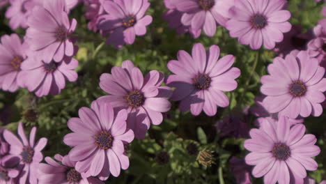 Lila-Afrikanisches-Gänseblümchen,-Dimorphoteca-Ecklonis-Oder-Dimorphotheca-Osteospermum