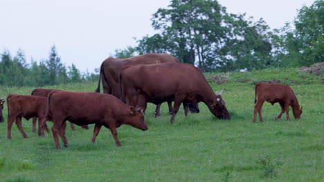 brown cows with calves grazing peacefully on a green pasture during early summer.