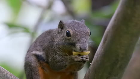 una adorable ardilla de plátano disfrutando de un trozo de fruta en una rama de árbol - cámara lenta