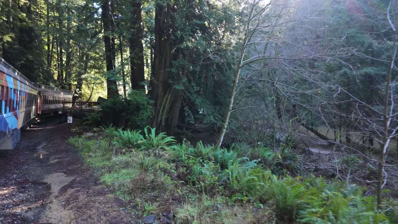 Gimbal shot from a moving train approaching Glen Blair Junction in the redwood forest near Fort Bragg, California. 4K