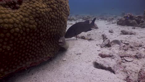 Anguila-Morena-De-Ojos-Blancos-Mirando-Desde-La-Cámara-De-Coral-De-Roca-Con-Mero-Detrás,-En-Koh-Tao,-Tailandia