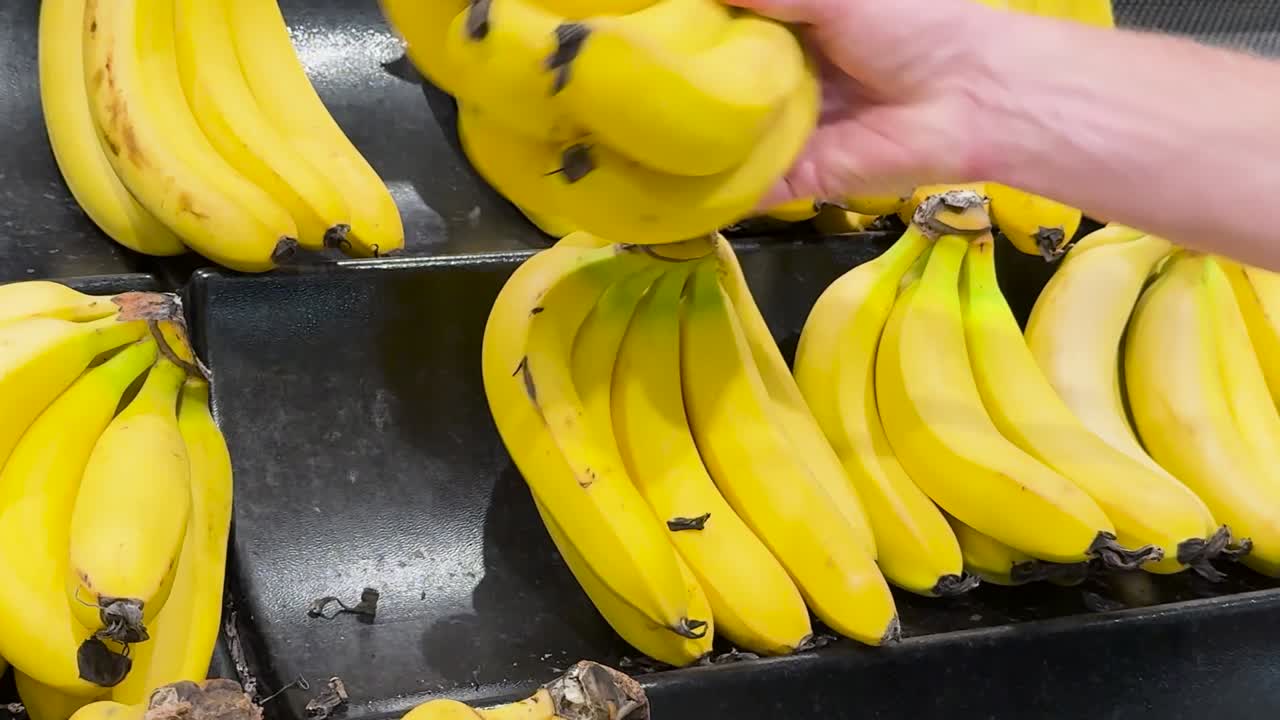 A hand carefully picks ripe bananas from a supermarket display, showcasing fresh produce.