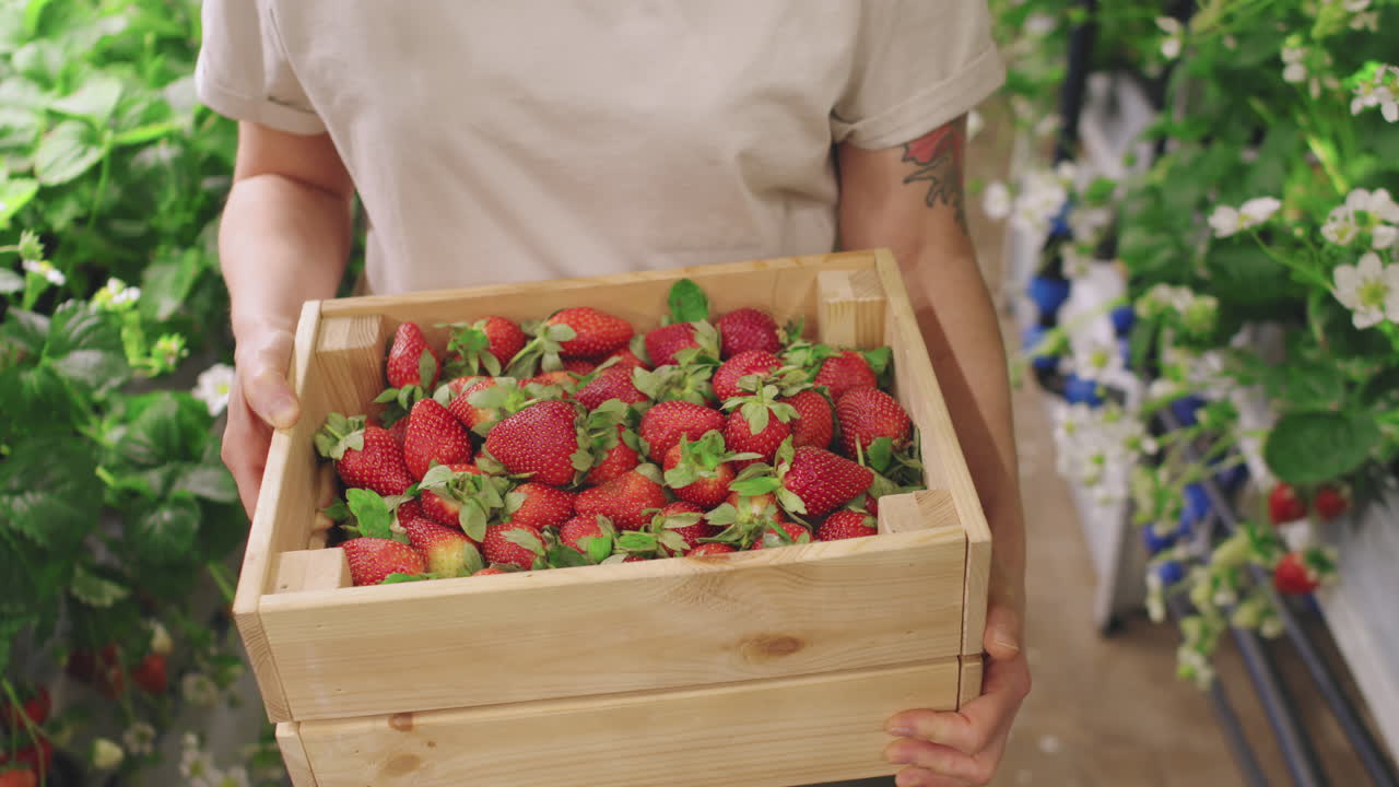 Harvesting Fresh Strawberries in a Hydroponic Greenhouse