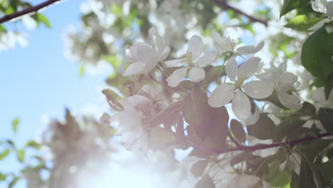 Apfelblüten-Blühen-Am-Frühlingstag-Vor-Der-Goldenen-Sonne.-Ruhige-Blumenansicht.