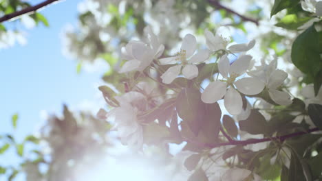flores de manzana floreciendo contra el sol dorado en un día de primavera. vista floral tranquila.