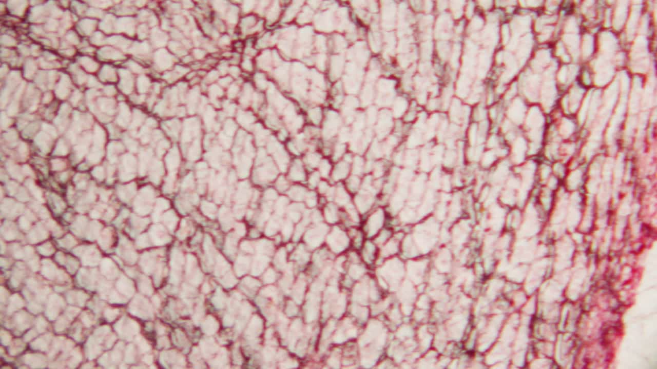 Vista microscopica di cellule e tessuti vegetali colorati