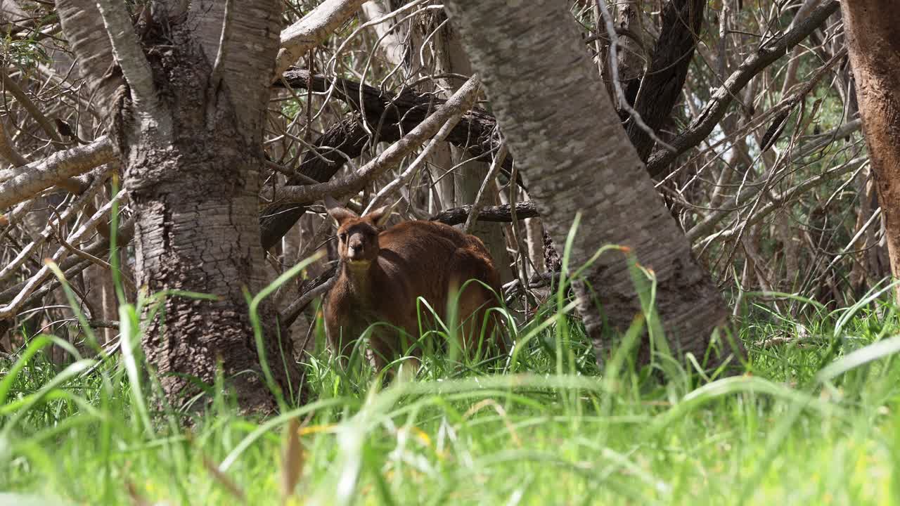 canguro gris occidental
