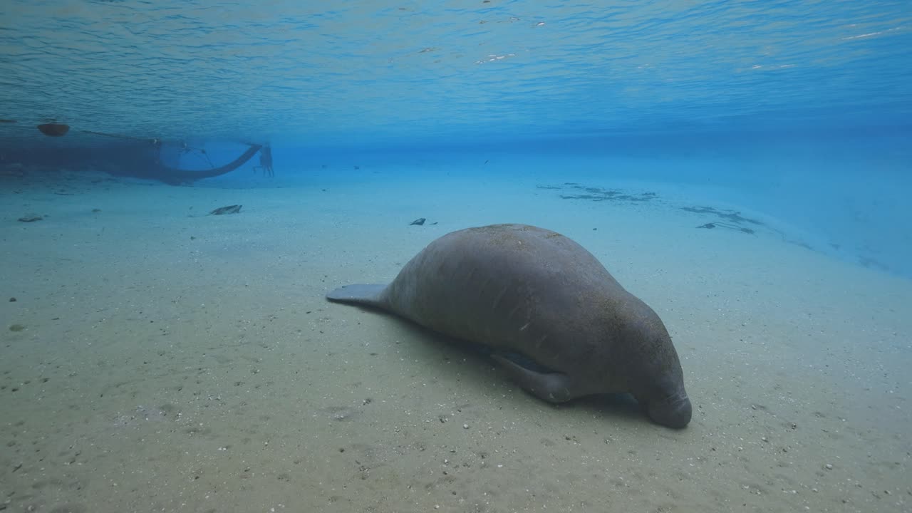 Juvenile manatee lying gently along the sandy bottom of a Florida spring