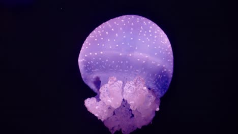 phyllorhiza punctata glides through the water, its dotted dome and soft pink oral arms illuminated against a dark backdrop