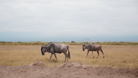 在非洲草原上平靜地行走的兩隻 wildebeest 旁邊拍攝的畫面