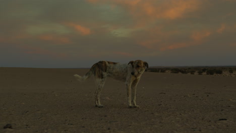 Un-Perro-En-El-Desierto-De-Marruecos-Al-Atardecer