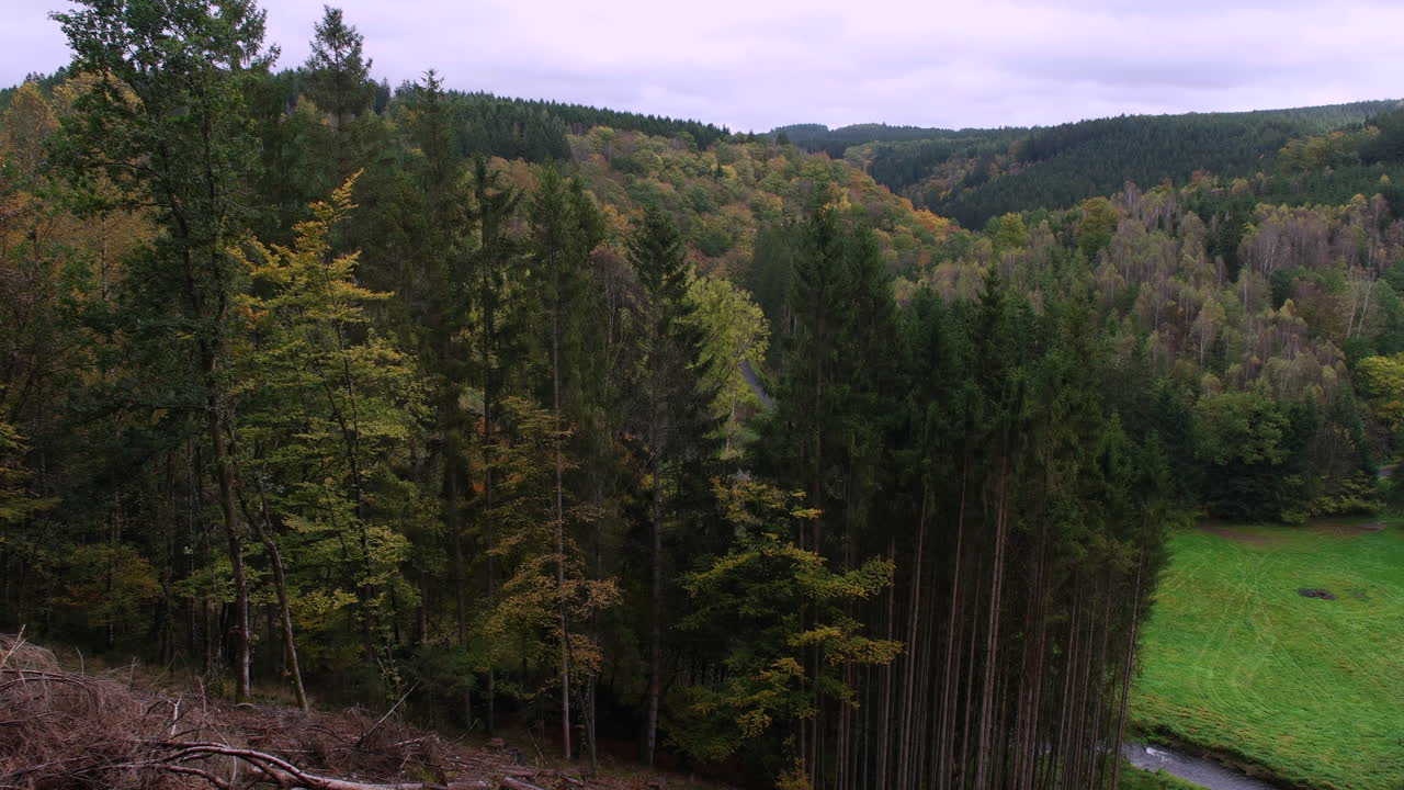 hermoso paisaje de densas vegetaciones en la montaña del bosque cerca de houffalize, bélgica