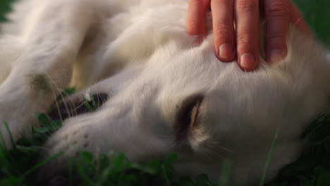 Männliche-Hand-Streichelt-Golden-Retriever-Nahaufnahme.-Fröhlicher,-Entzückender-Hund,-Der-Auf-Dem-Feld-Liegt