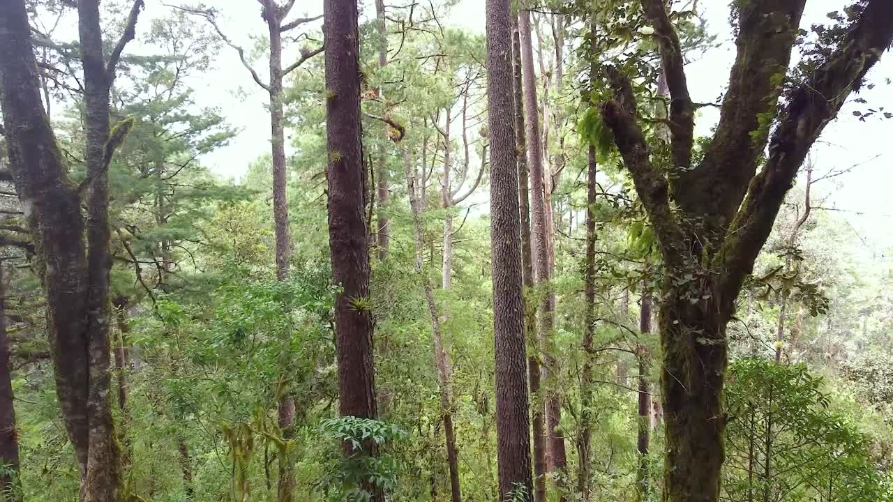 Smooth Aerial View of Cloudy Forest in Oaxaca, Mexico