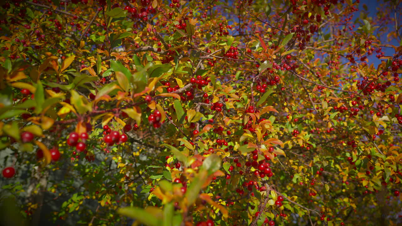 Tree In Autumn Foliage With Red Berry Fruits On Branches Blown By Cool Breeze. static, slow motion