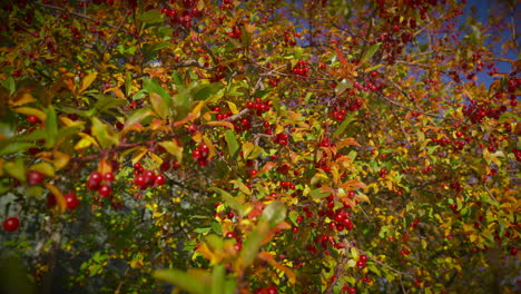 tree in autumn foliage with red berry fruits on branches blown by cool breeze. static, slow motion