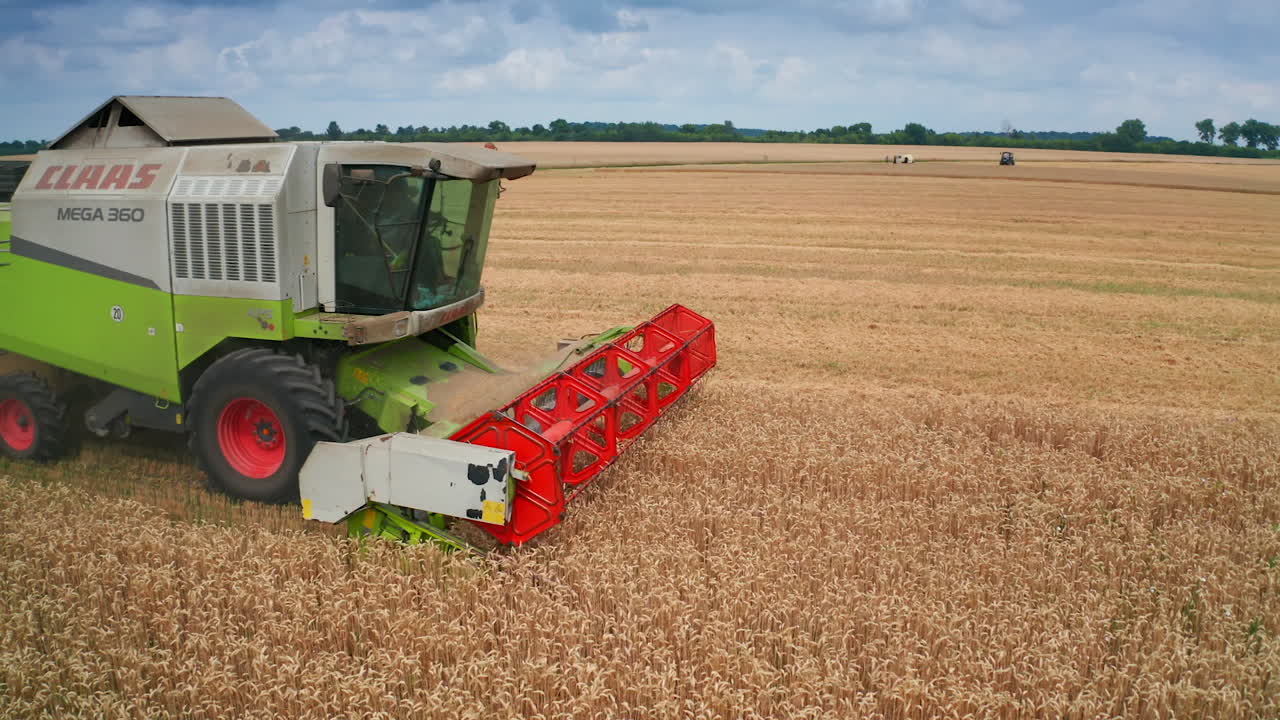 Modern green combine mows the spikelets of ripe wheat. Agricultural machinery working in the farmlands on harvesting season.