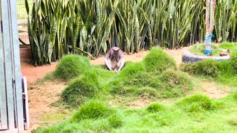 un canguro solitario sentado en la hierba con sus patas traseras lamiéndose en el parque de vida silvestre en malasia