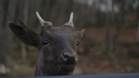 Close-Up-Of-A-Deer-Being-Fed-By-A-Man-In-Car-At-Omega-Park-In-Montebello,-Quebec---slow-motion