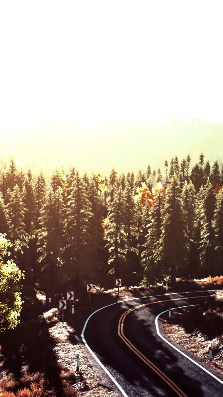 숲 을 가로질러 휘어지는 길