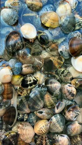 fresh clams at market