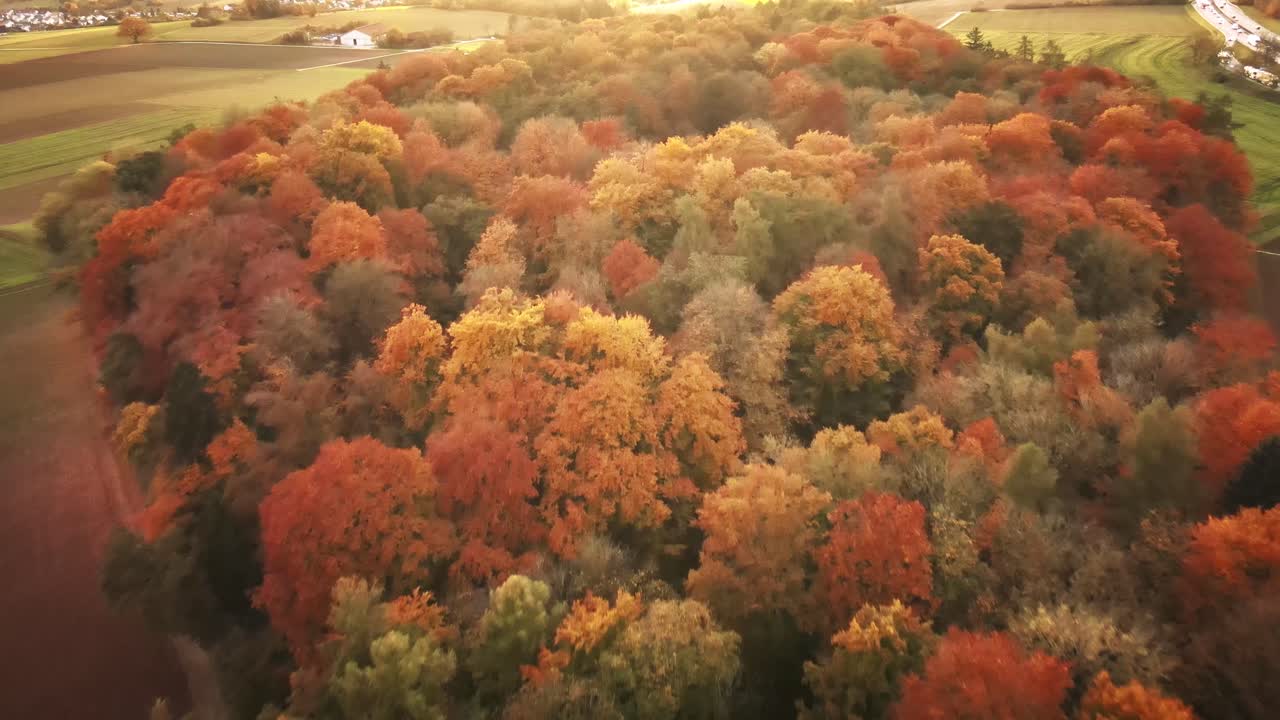 Camera glides forward across a glowing tapestry of orange trees at sunset, revealing sun-drenched foliage and soft mist above rural fields