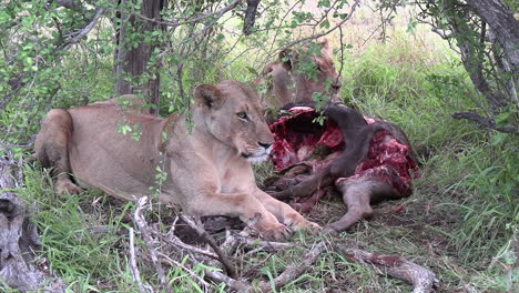 Löwin-Bewacht-Ihre-Beute-Im-Afrikanischen-Wildpark