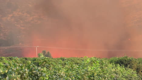 Blick-über-Eine-Grüne-Plantage,-Hinter-Der-Sich-Ein-Heftiger-Waldbrand-Mit-Hohen-Flammen-Entwickelt