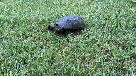 Musk-Turtle-walking-towards-the-camera-slowly-crawling-through-the-grass