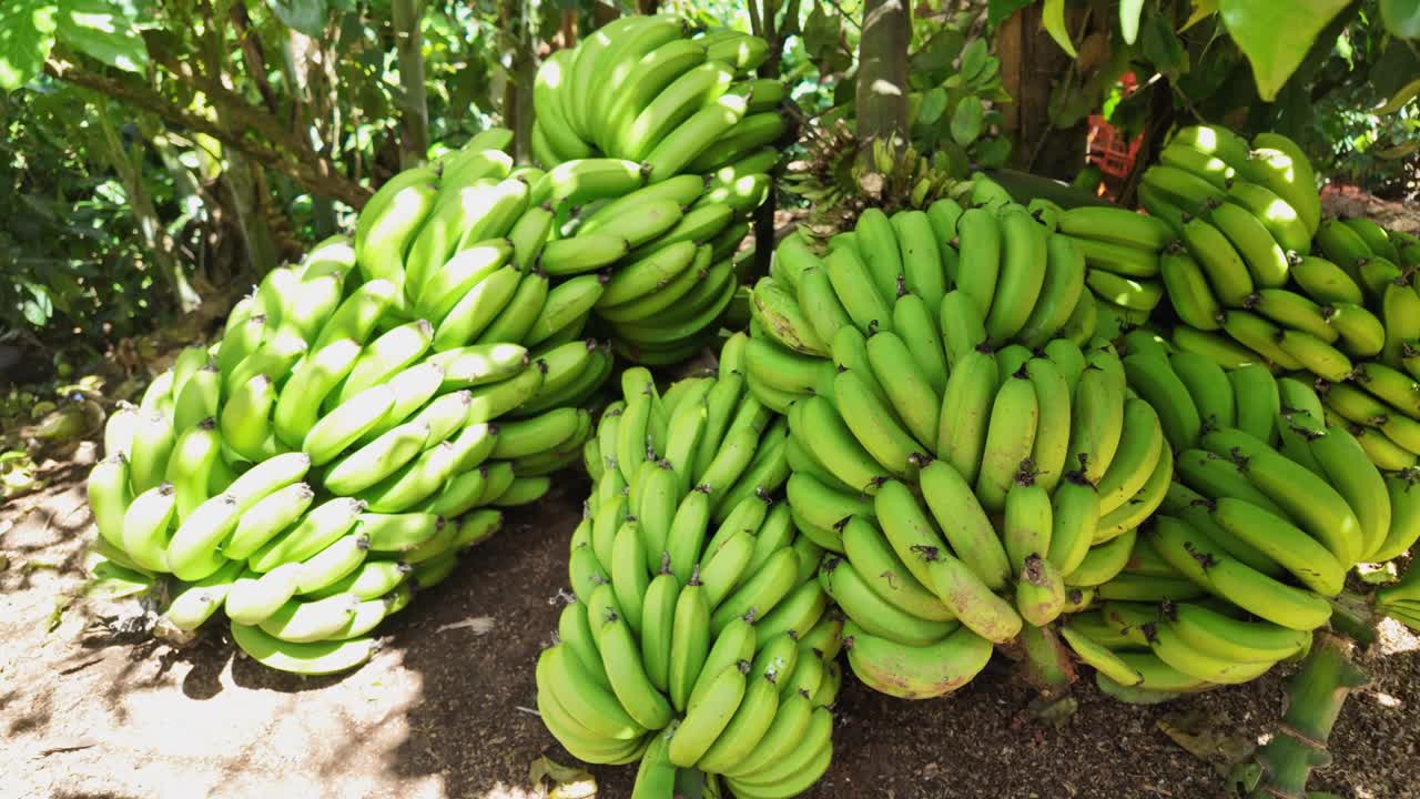 Bunches of freshly picked green bananas, Close-up