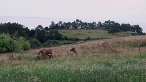 Majestätische-Pferde:-Asturische-Landschaft,-Waldkulisse,-Meer-Dahinter-–-Nordspanien