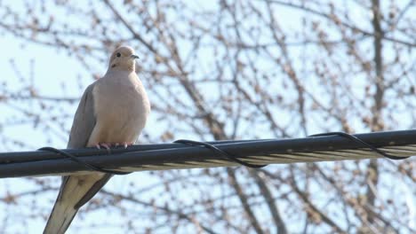 Dove-blinking-while-perched-on-a-wire