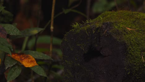 a thornytail lizard sitting atop a moist jungle log retreats into her hole as disturbed in the early morning sun of peru’s amazon.