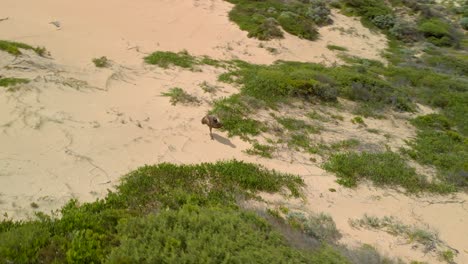 Luftaufnahme-Um-Einen-Emu-Herum,-Der-Entlang-Von-Sanddünen-An-Der-Küste-Australiens-Spazieren-Geht