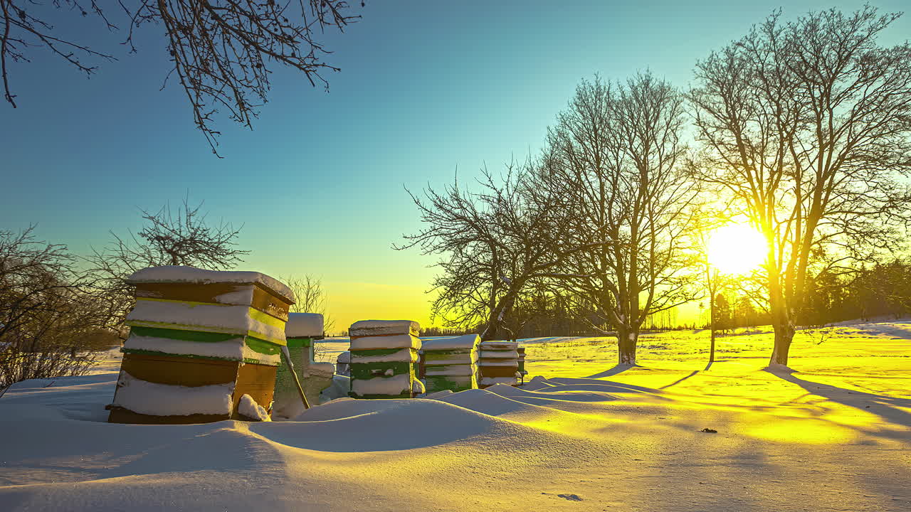 라트비아 리가의 겨울에 해가 뜨고 눈이  ⁇ 인 땅, 벌집과 나무 시간 경과