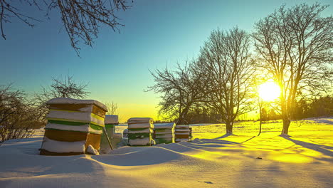 sunrise in winter snow covered land, beehives and trees of latvia riga time lapse