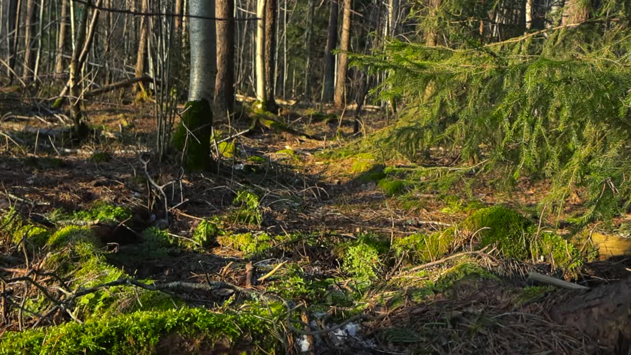 Panning footage of forested landscape. Forest floor covered with fallen branches and green moss. Pieces of snow ready to melt as spring is coming. Dense woods in the background, warming sun shining