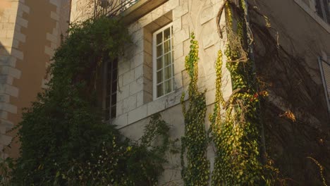 climbing green plants growing in the old architecture