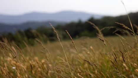 La-Hierba-Sopla-En-El-Viento-Con-Las-Montañas-De-Fondo