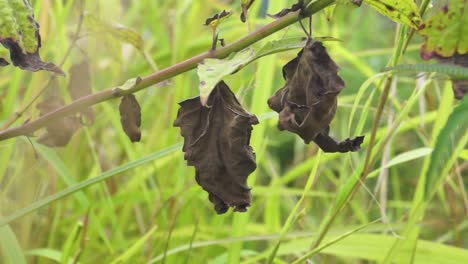 dead-brown-leaves-on-a-branch