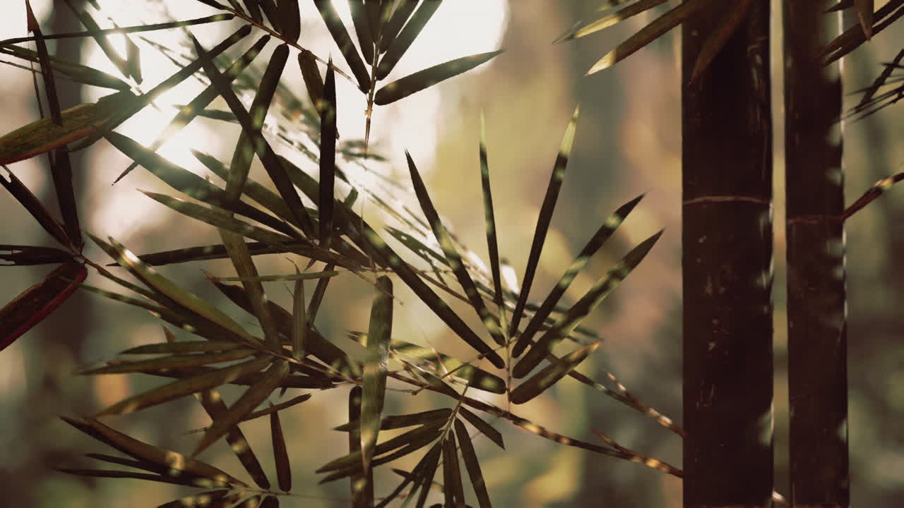 cerca de las hojas y tallos de bambú en un bosque