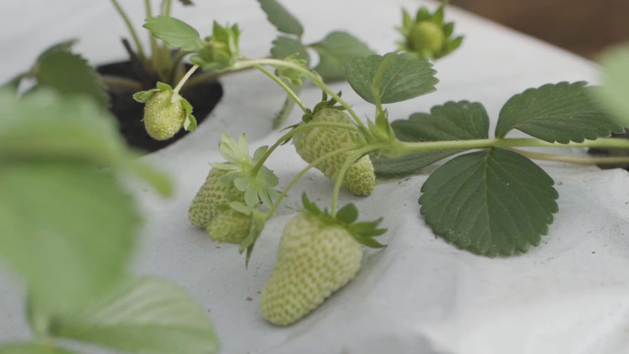 Video di una pianta di fragole con alcune fragole verdi, adagiata nella morbida copertura bianca