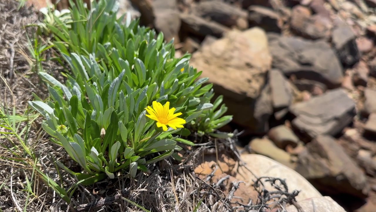Flor-do-tesouro (Gazania rigens) Florescendo em Meio a Terreno Rochoso na Reserva Natural Featherbed em Knysna, África do Sul